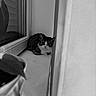 Blue participe au concours pour gagner de l'argent avec cette photo : cat, window, corner, black_and_white, reflection, plant, indoor, curious, pet, animal, quiet, solitude, narrow_space, resting, feline, whiskers, ears, floor, houseplant, contemplative