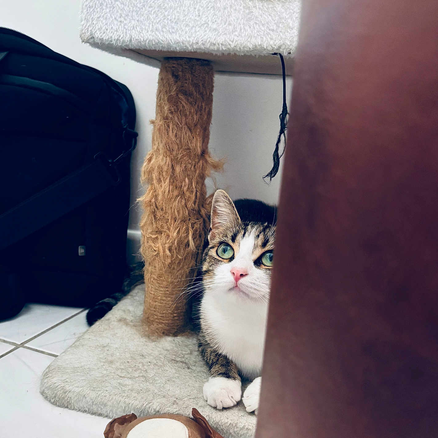 Blue a rejoint le concours — aidez-le/la à gagner de superbes lots ! cat, tabby_cat, scratching_post, plush_toy, indoor, floor, tile_floor, curious, pet, animal, feline, white_wall, black_bag, carpet, paw, green_eyes, toy, resting, peeking, cozy