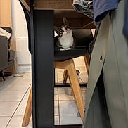 Blue a rejoint le concours — aidez-le/la à gagner de superbes lots ! cat, tabby_cat, chair, wooden_table, coat, indoor, tile_floor, curious, pet_toy, furniture, domestic_animal, household, cozy, black_chair, playful, animal, looking, floor, living_room, domestic_life