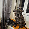 dog, brindle, pet, windowsill, window, curtain, indoor, animal, canine, brown, black, collar, sitting, looking, ears, fur, face, paws, expression, home