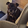 dog, brindle, indoor, chair, furniture, pet, animal, collar, radiator, wooden_leg, cabinet, grey, brown, domestic, looking, seated, cozy, home, portrait, calm