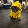 dog, costume, pikachu, yellow, indoor, floor, pet_bed, clothing, animal, canine, chair, furniture, dark_floor, puppy, pet, cute, sitting, black_dog, drying_rack, home