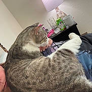 Tiger is registered to the contest to win money with this photo: cat, tabby, indoor, lamp, nightstand, cup, person, hand, bedroom, resting, feline, fur, striped, cozy, comfort, home, relaxing, animal, pet, sleepy