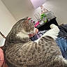 cat, tabby, indoor, lamp, nightstand, cup, person, hand, bedroom, resting, feline, fur, striped, cozy, comfort, home, relaxing, animal, pet, sleepy