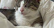 Tiger is registered to the contest to win money with this photo: cat, tabby, pet, sleeping, relaxing, bedroom, blanket, fur, whiskers, indoor, cozy, cute, domestic_animal, resting, comfort, feline, pink_nose, home, soft, nap