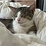 cat, tabby, pet, sleeping, relaxing, bedroom, blanket, fur, whiskers, indoor, cozy, cute, domestic_animal, resting, comfort, feline, pink_nose, home, soft, nap