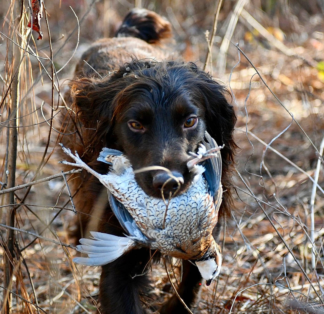 Tick is registered to the contest to win money with this photo: beak, carnivore, companion_dog, dog, dog_breed, grass, gun_dog, liver, plant, snout, soil, spaniel, sporting_group, terrestrial_animal, trunk, twig, wildlife, wing, wood, working_animal