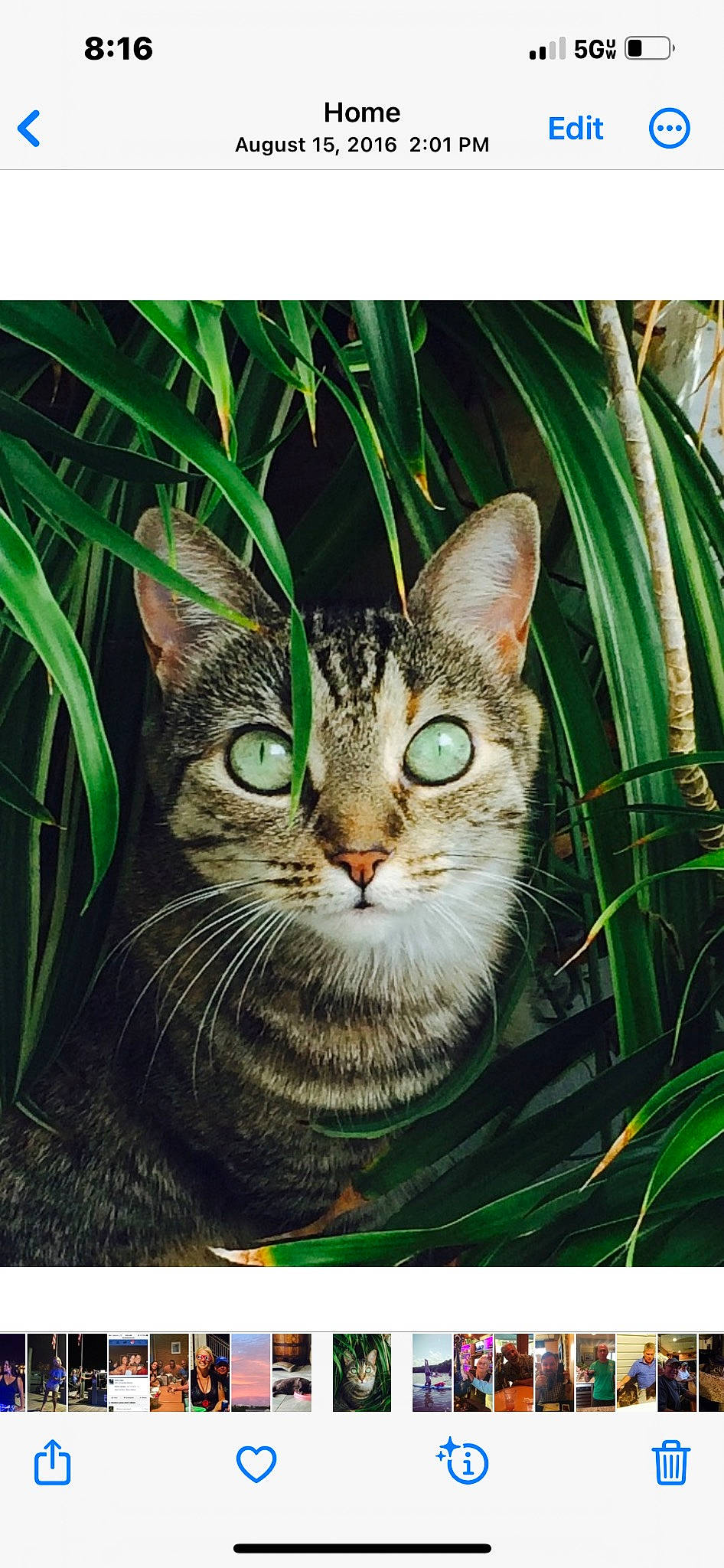 Conway joined the competition — help win amazing prizes! adaptation, art, carnivore, cat, felidae, fur, grass, illustration, nature, organism, painting, plant, rectangle, small_to_medium_sized_cats, snout, terrestrial_animal, terrestrial_plant, visual_arts, whiskers, wildlife