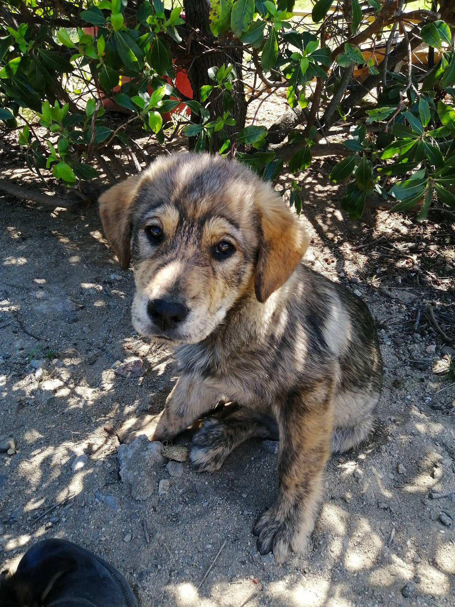 Rex a rejoint le concours — aidez-le/la à gagner de superbes lots ! ancient_dog_breeds, canidae, carnivore, companion_dog, dog, dog_breed, grass, plant, puppy, soil, sporting_group, street_dog, terrestrial_animal, working_animal, working_dog