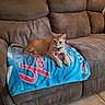 cat, orange_tabby, towel, blue_towel, red_text, brown_couch, living_room, indoor, pet, animal, feline, relaxed, floor_tiles, home_interior, resting, cute, domestic_cat, fur, whiskers, ears