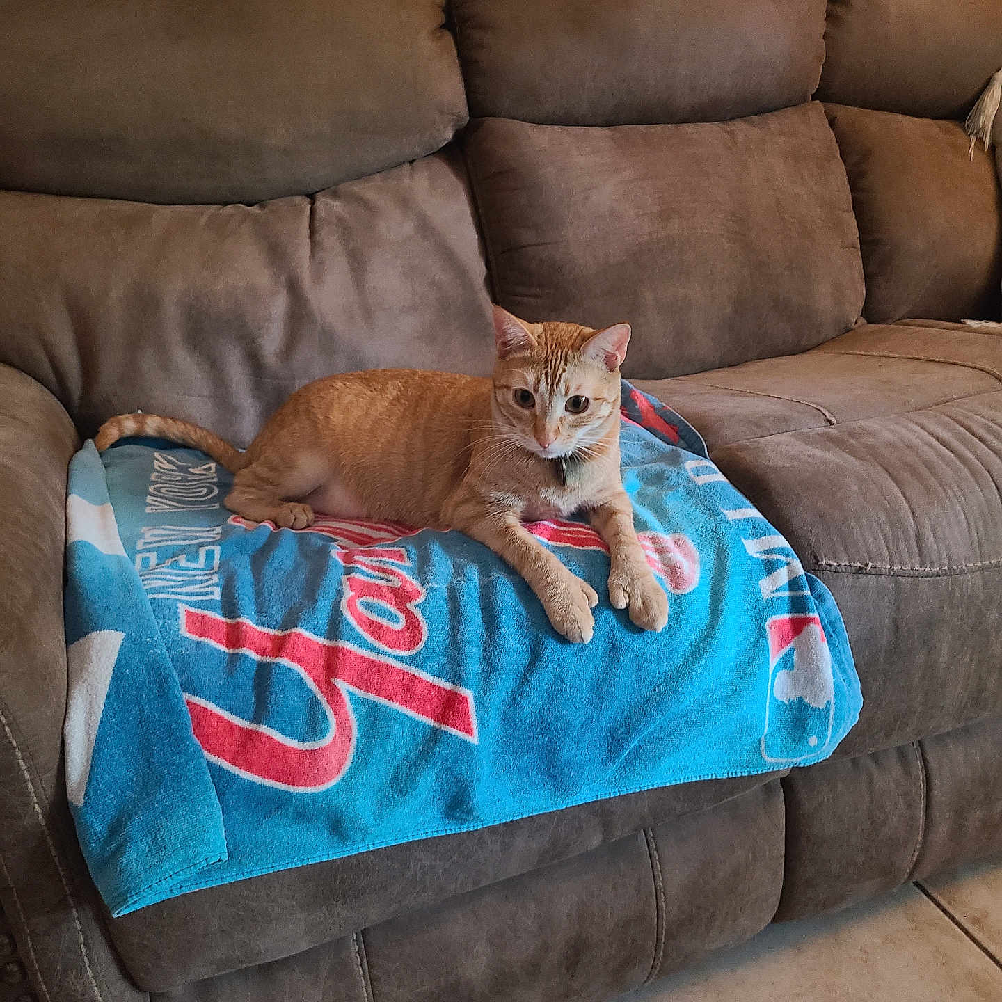 Pokey is registered to the contest to win money with this photo: cat, orange_tabby, towel, blue_towel, red_text, brown_couch, living_room, indoor, pet, animal, feline, relaxed, floor_tiles, home_interior, resting, cute, domestic_cat, fur, whiskers, ears