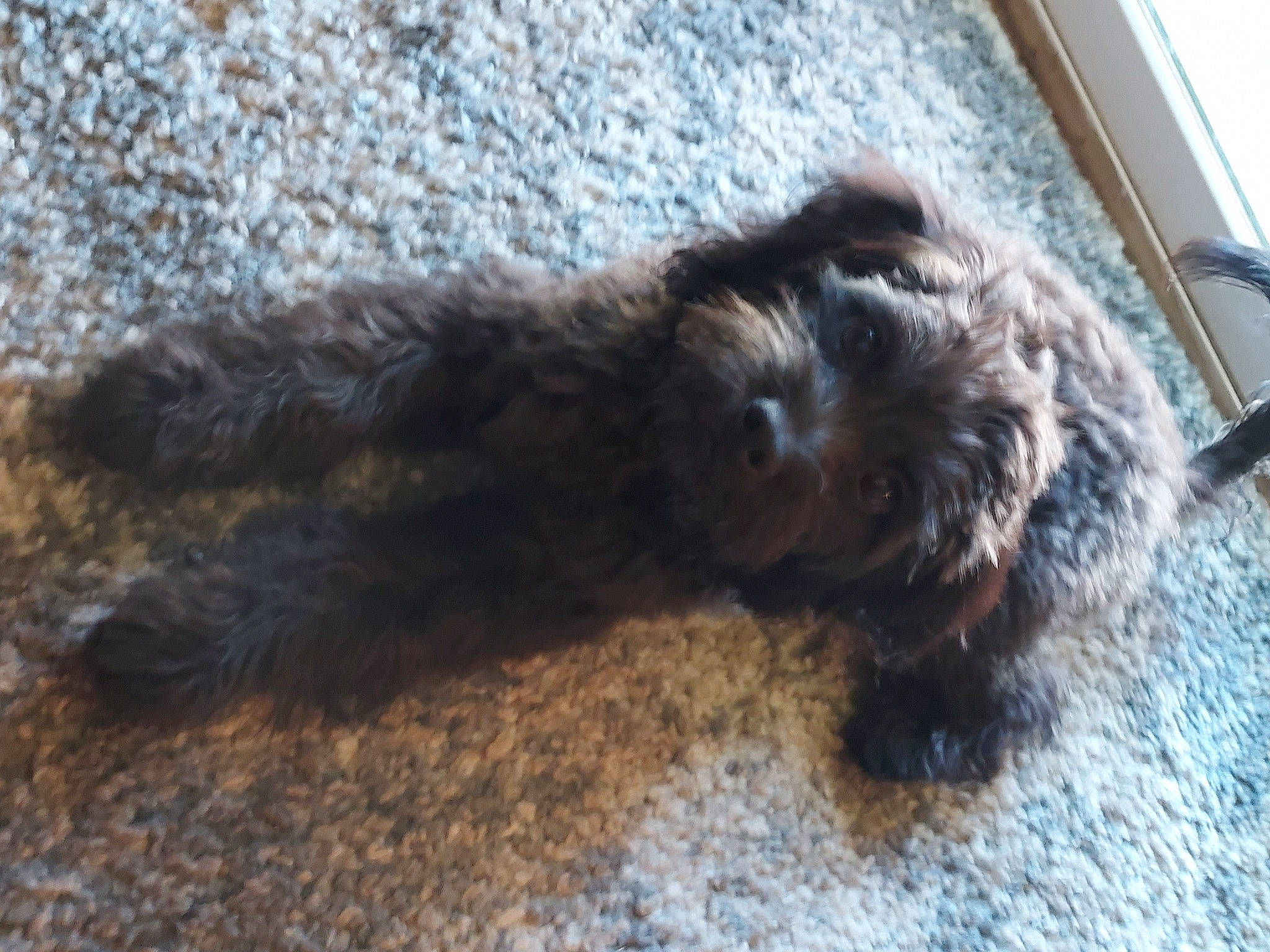 Willy joined the competition — help win amazing prizes! canidae, carnivore, companion_dog, dog, dog_breed, fur, liver, maltepoo, non_sporting_group, poodle_crossbreed, puppy, small_terrier, snout, sporting_group, tail, terrestrial_animal, terrier, toy_dog, water_dog, yorkipoo