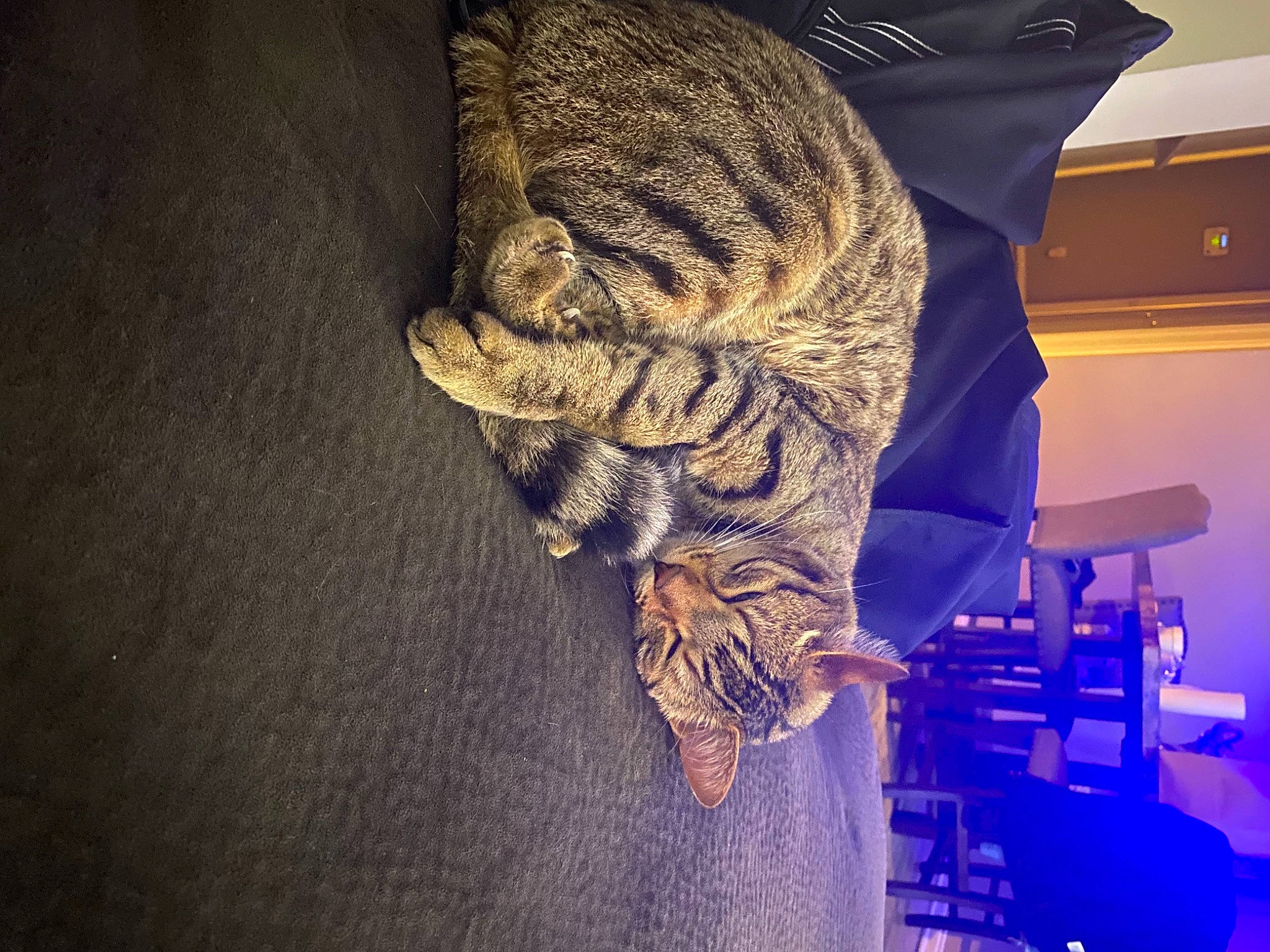 Goku joined the competition — help win amazing prizes! big_cats, carnivore, cat, claw, darkness, domestic_short_haired_cat, electric_blue, entertainment, felidae, fur, human_leg, metal, music_venue, night, paw, sky, small_to_medium_sized_cats, tail, whiskers, wood