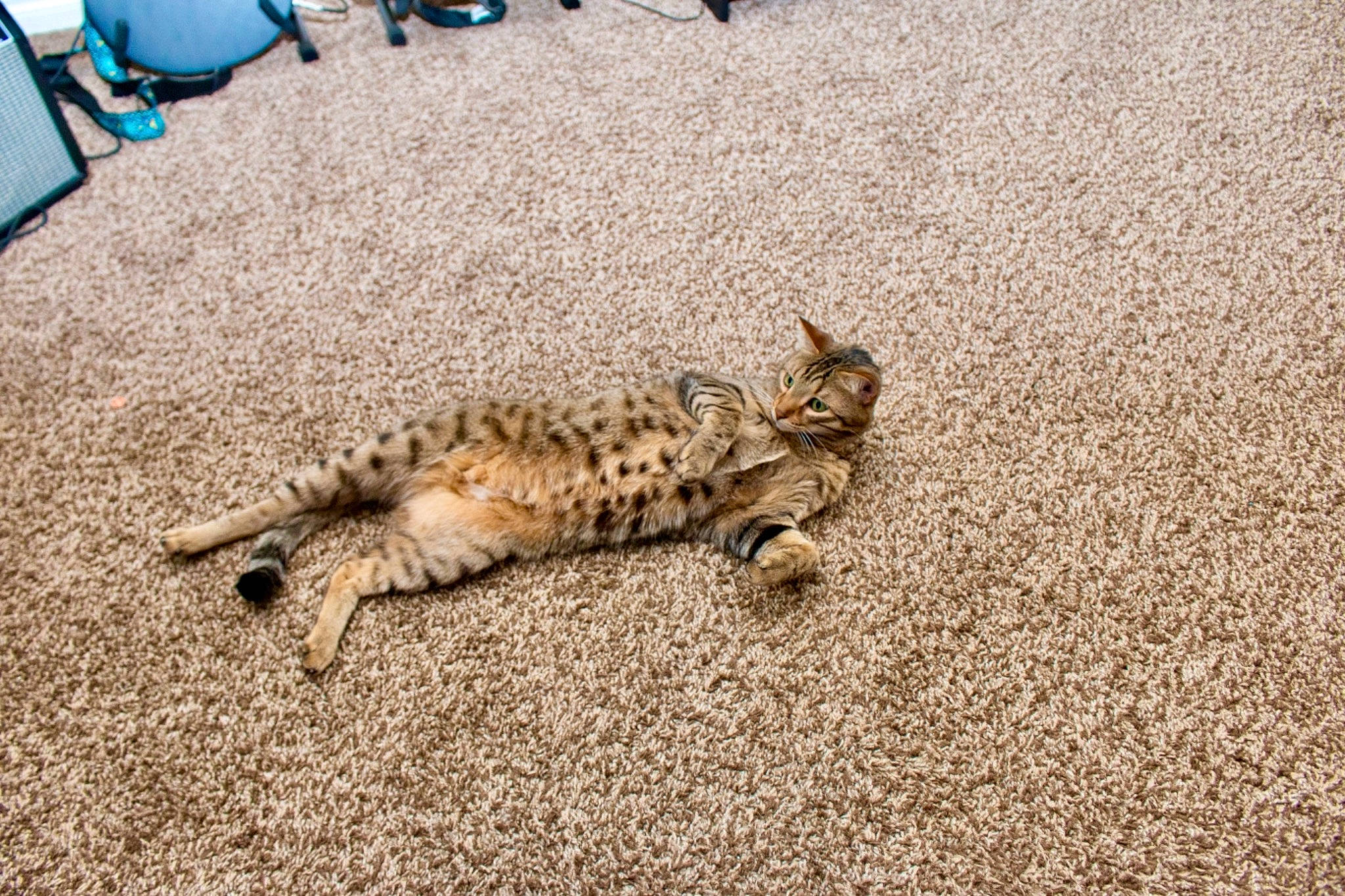 Goku joined the competition — help win amazing prizes! carnivore, cat, domestic_short_haired_cat, fawn, felidae, flooring, fur, grass, mammal, paw, road_surface, sand, small_to_medium_sized_cats, snout, soil, tail, terrestrial_animal, vertebrate, whiskers, wood