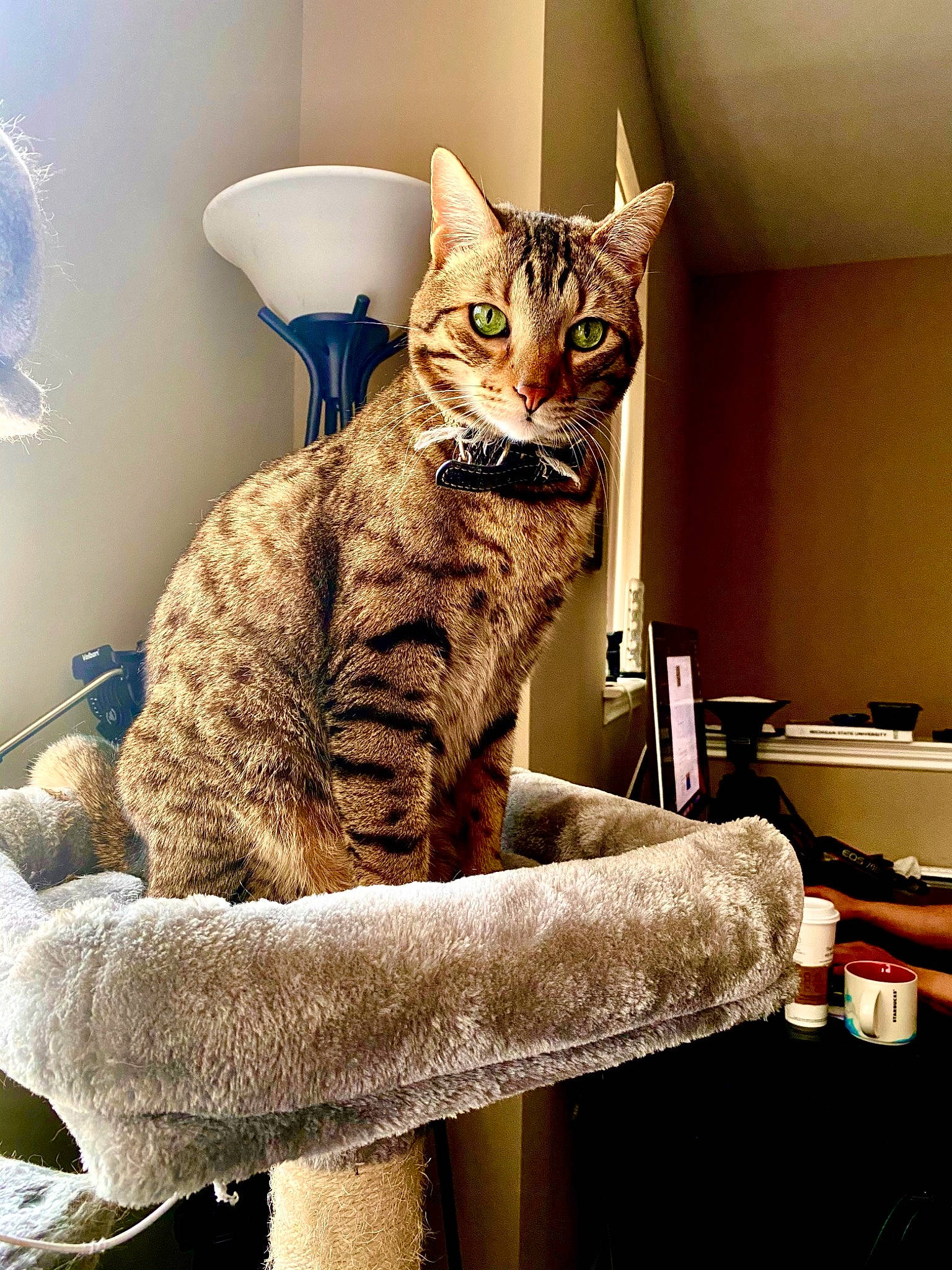 Goku joined the competition — help win amazing prizes! carnivore, cat, cat_furniture, cat_supply, comfort, domestic_short_haired_cat, felidae, fur, grey, pattern, paw, room, shelf, sitting, small_to_medium_sized_cats, snout, tail, terrestrial_animal, whiskers, wood