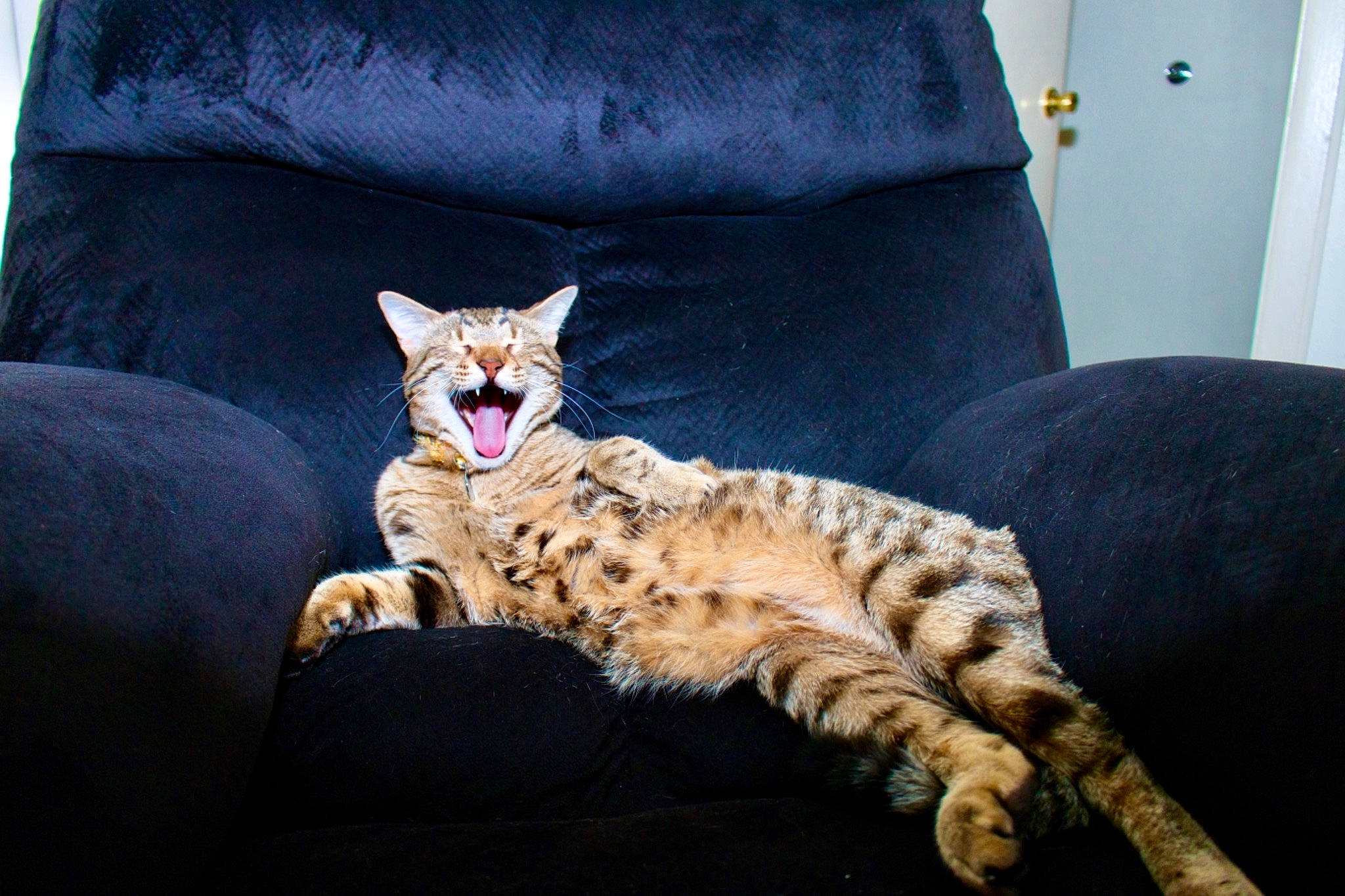 Goku joined the competition — help win amazing prizes! carnivore, cat, comfort, couch, domestic_short_haired_cat, eye, fawn, felidae, furniture, grey, head, mammal, paw, pillow, small_to_medium_sized_cats, snout, tail, terrestrial_animal, whiskers, yawn