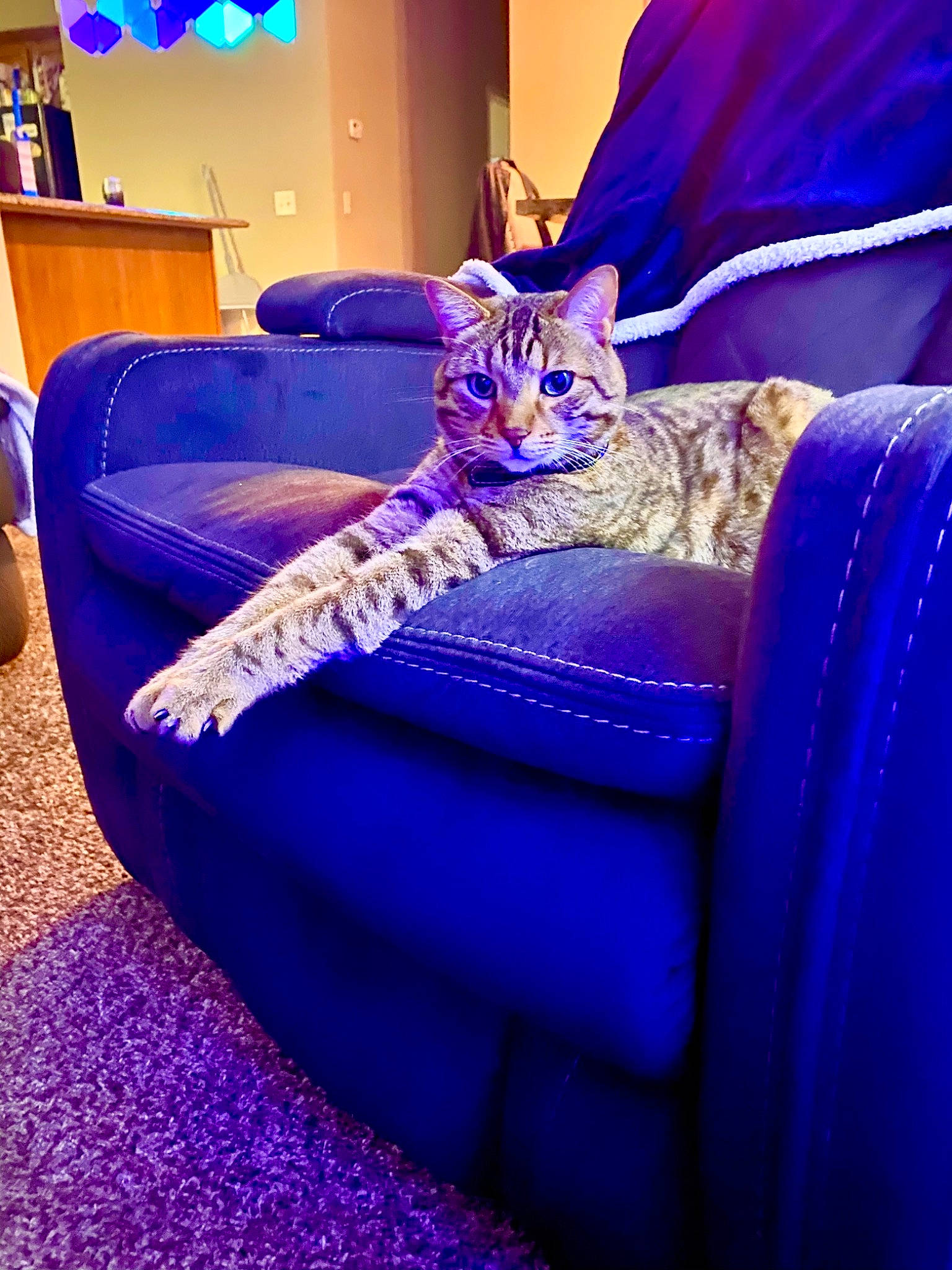 Goku joined the competition — help win amazing prizes! blue, carnivore, cat, comfort, couch, electric_blue, felidae, flooring, fur, furniture, living_room, magenta, picture_frame, purple, room, sitting, small_to_medium_sized_cats, studio_couch, violet, whiskers