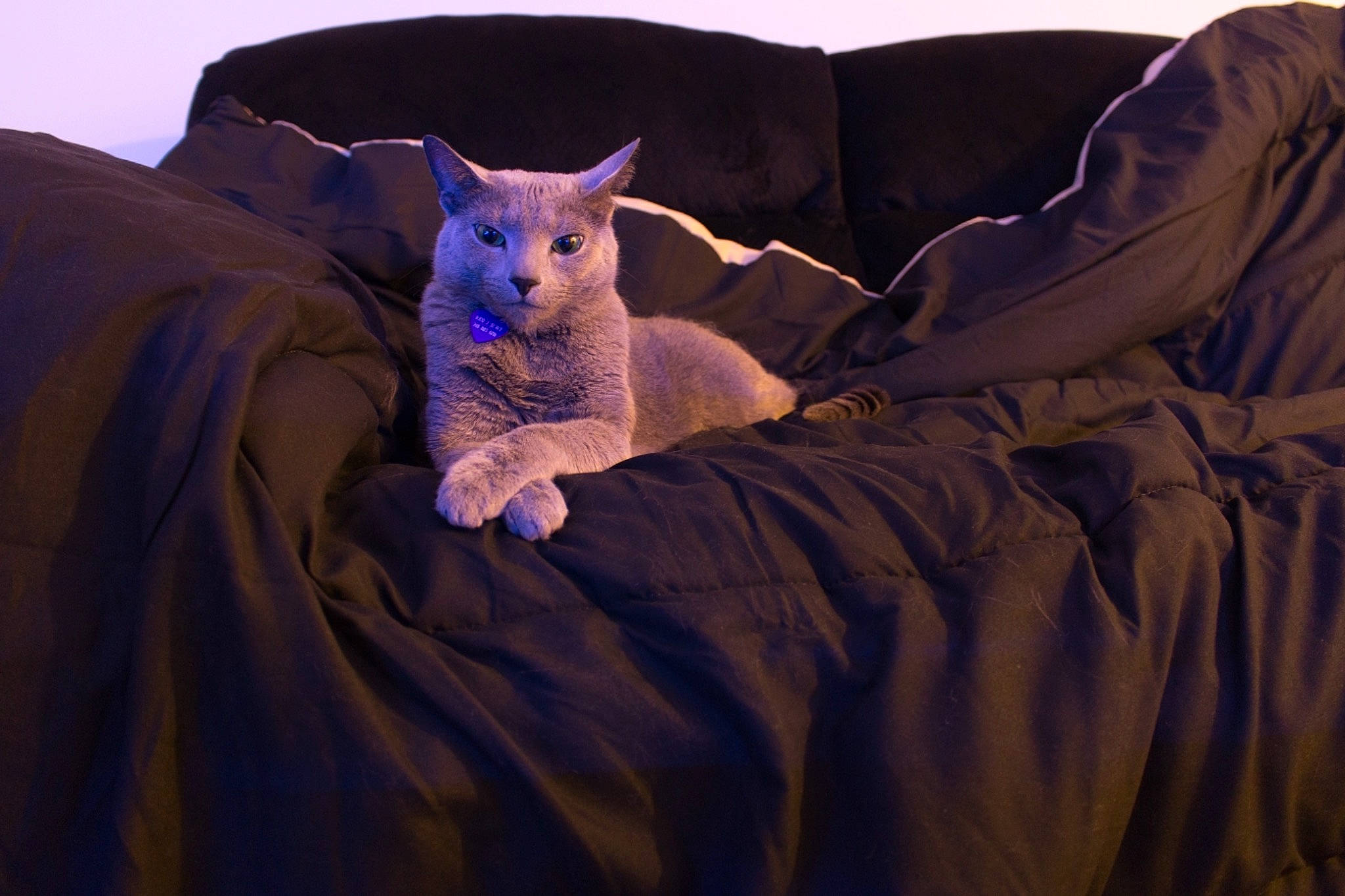 Rico Graham joined the competition — help win amazing prizes! bed, bedding, carnivore, comfort, companion_dog, couch, dog_breed, electric_blue, fawn, felidae, furniture, grass, grey, linens, pillow, purple, small_to_medium_sized_cats, terrestrial_animal, vertebrate, whiskers