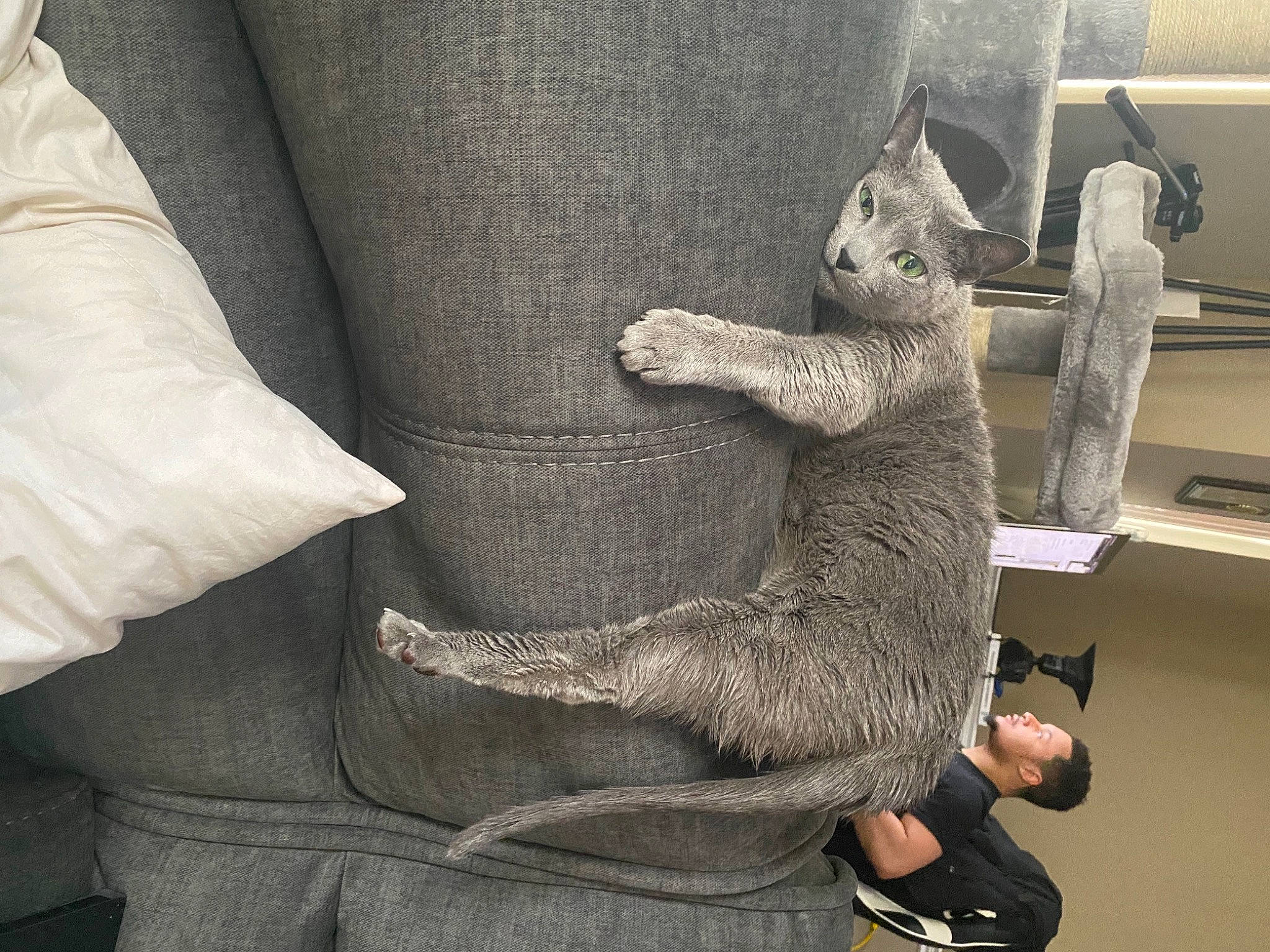 Rico Graham is registered to the contest to win money with this photo: art, comfort, denim, elbow, felidae, finger, foot, fur, gesture, grey, hand, human_leg, outerwear, shoe, sleeve, small_to_medium_sized_cats, snout, stuffed_toy, tail, wool