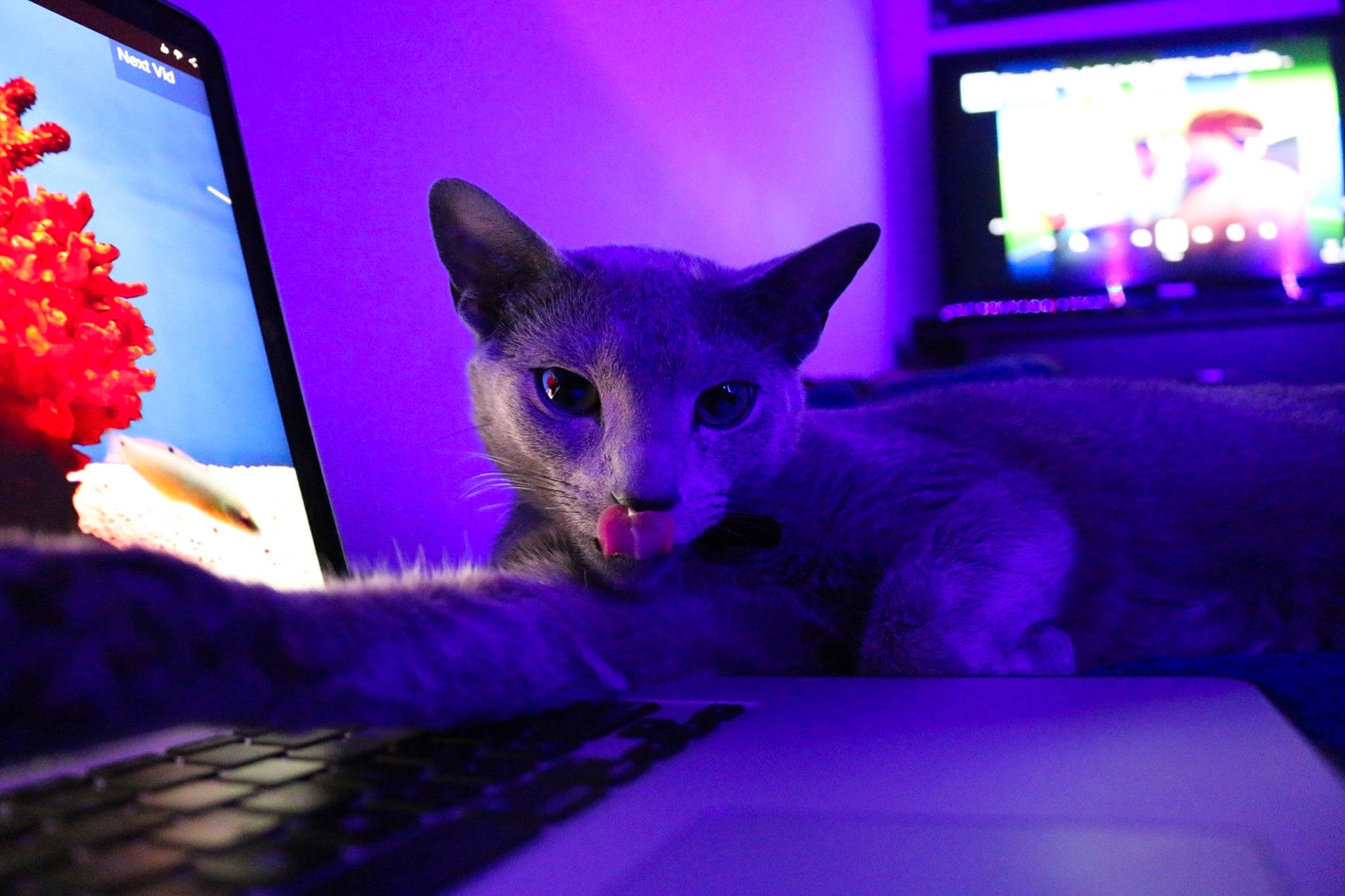Rico Graham is registered to the contest to win money with this photo: carnivore, cat, comfort, computer, display_device, domestic_short_haired_cat, electric_blue, felidae, fur, gadget, laptop, led_backlit_lcd_display, magenta, pet_supply, pink, purple, small_to_medium_sized_cats, tail, violet, whiskers