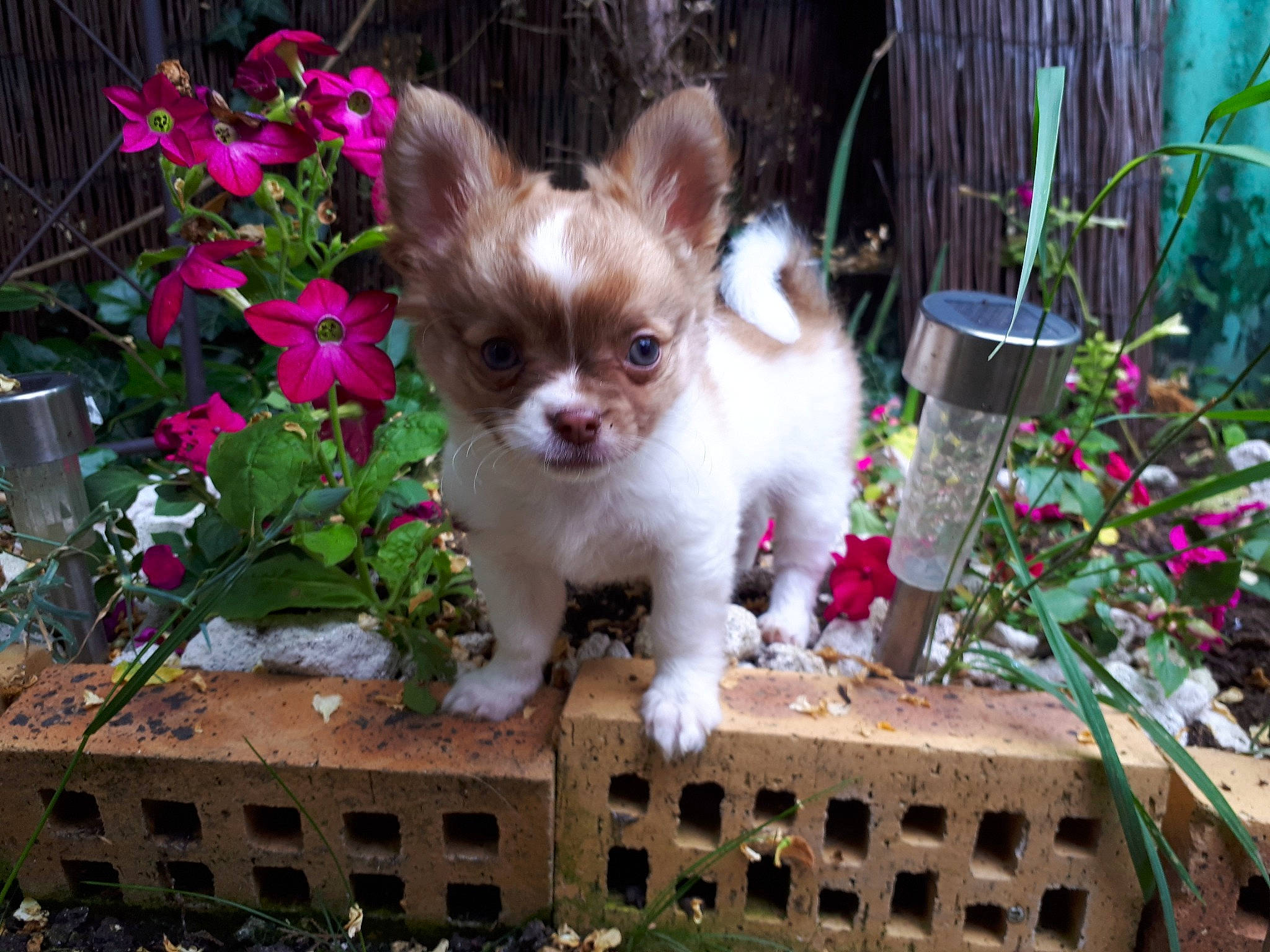 Lucky participe au concours pour gagner de l'argent avec cette photo : canidae, carnivore, chihuahua, companion_dog, dog, dog_breed, fawn, mammal, puppy, sporting_group, toy_dog, vertebrate