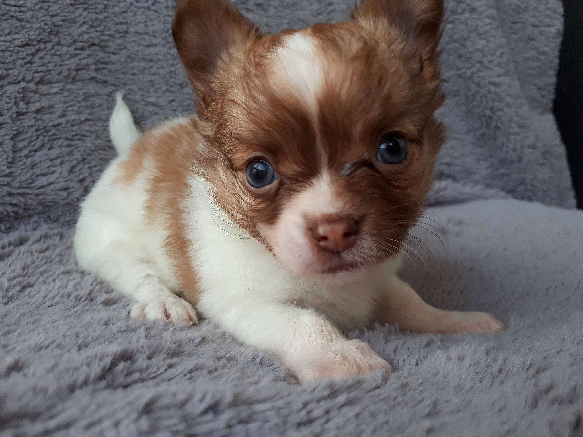 Lucky a rejoint le concours — aidez-le/la à gagner de superbes lots ! canidae, carnivore, chihuahua, companion_dog, corgi_chihuahua, dog, dog_breed, ear, fawn, mammal, portuguese_podengo, puppy, snout, sporting_group, toy_dog, vertebrate, whiskers