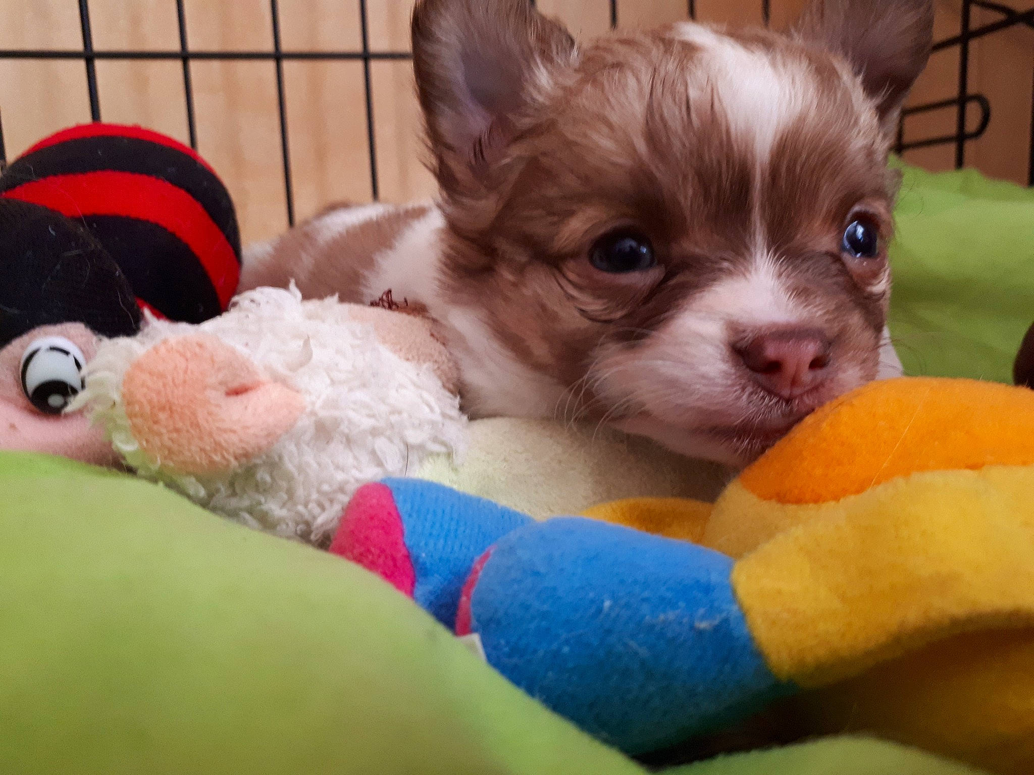 Lucky participe au concours pour gagner de l'argent avec cette photo : canidae, carnivore, chihuahua, companion_dog, dog, dog_breed, fawn, mammal, puppy, puppy_love, shih_tzu, snout, sporting_group, toy_dog, vertebrate