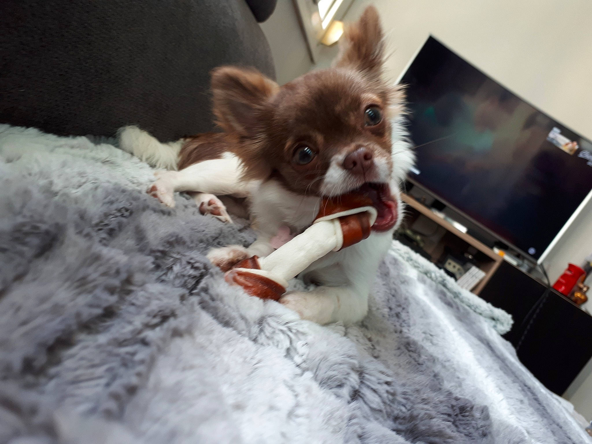 Layka a rejoint le concours — aidez-le/la à gagner de superbes lots ! canidae, carnivore, chihuahua, companion_dog, dog, dog_breed, ear, fawn, papillon, pomeranian, puppy, snout, sporting_group, toy_dog