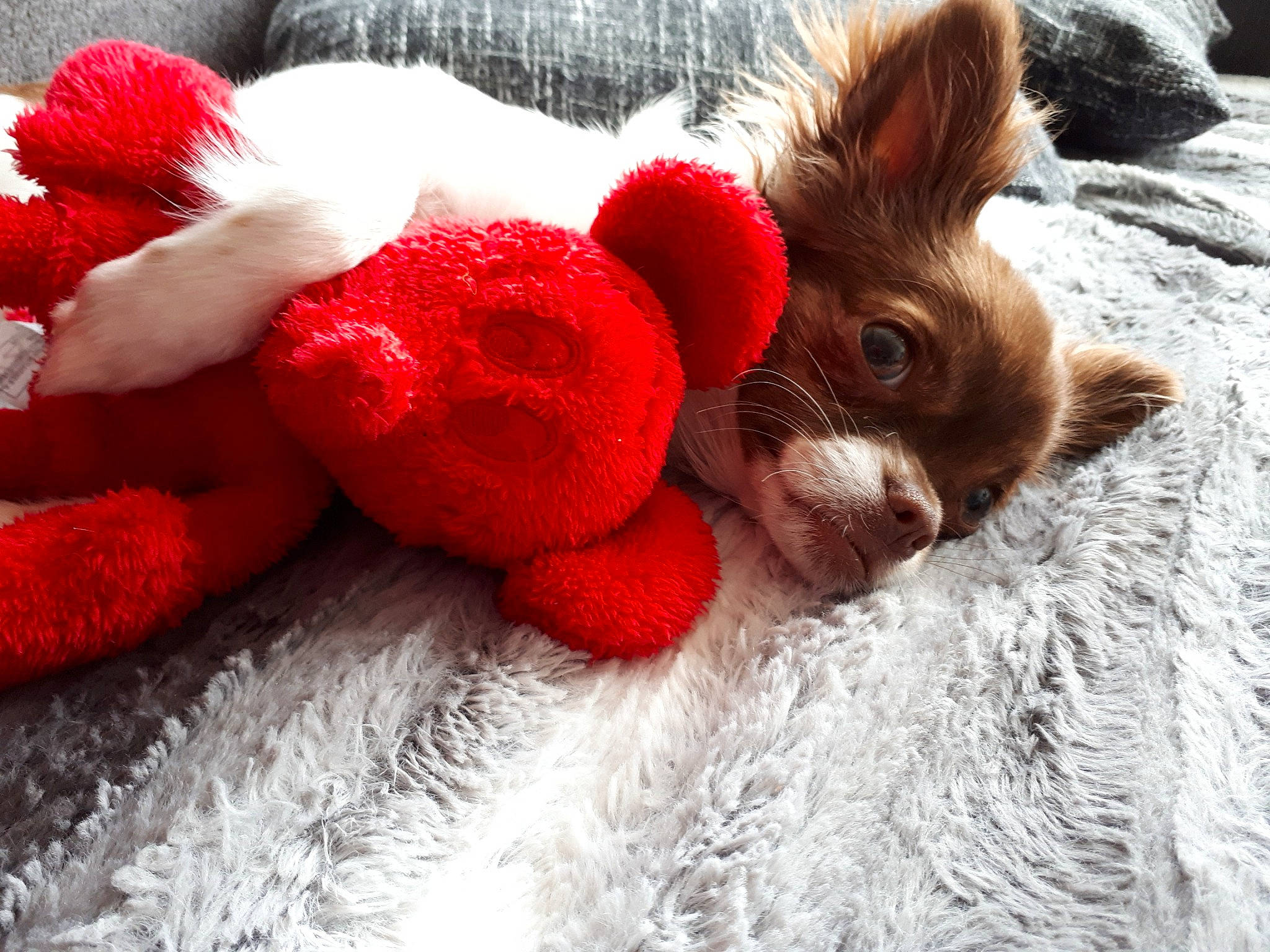 Layka a rejoint le concours — aidez-le/la à gagner de superbes lots ! canidae, carnivore, ear, fawn, fur, love, plush, puppy, red, snout, stuffed_toy, textile, whiskers