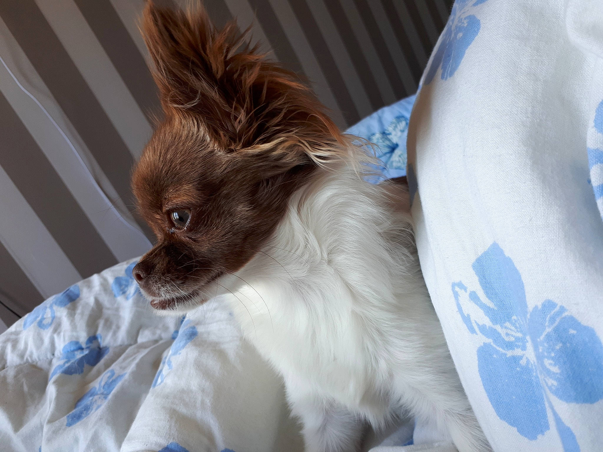 Layka a rejoint le concours — aidez-le/la à gagner de superbes lots ! canidae, carnivore, companion_dog, dog, dog_breed, ear, fawn, mammal, papillon, phalene, puppy, sporting_group, toy_dog