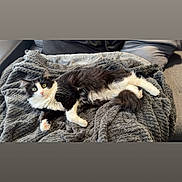 Gribouille a rejoint le concours — aidez-le/la à gagner de superbes lots ! animal, black_and_white, blanket, cat, comfort, couch, cozy, curious, fluffy, fur, home, indoor, lying_down, paw, pet, relaxed, resting, soft_texture, whiskers, wide_eyes