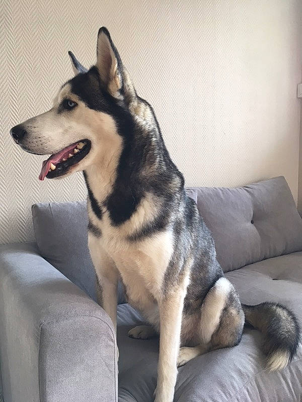Ipso a rejoint le concours — aidez-le/la à gagner de superbes lots ! alaskan_malamute, canidae, carnivore, czechoslovakian_wolfdog, dog, dog_breed, east_european_shepherd, jamthund, kunming_wolfdog, mammal, native_american_indian_dog, northern_inuit_dog, norwegian_elkhound, seppala_siberian_sleddog, shiloh_shepherd_dog, siberian_husky, sled_dog, tamaskan_dog, vertebrate, wolfdog