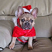 Lulu is registered to the contest to win money with this photo: dog, puppy, french_bulldog, santa_hat, red_clothing, pet, cute, indoor, leather_couch, small_dog, holiday_costume, christmas, adorable, ears, brown_dog, animal, sitting, looking_at_camera, fur, face