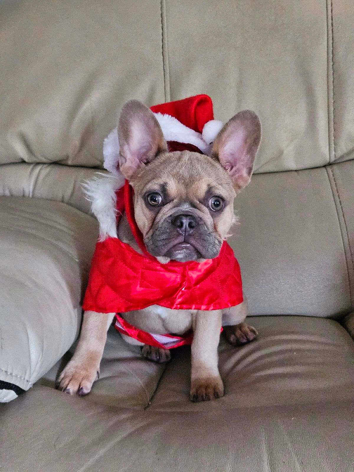 Lulu is registered to the contest to win money with this photo: dog, puppy, french_bulldog, santa_hat, red_clothing, pet, cute, indoor, leather_couch, small_dog, holiday_costume, christmas, adorable, ears, brown_dog, animal, sitting, looking_at_camera, fur, face