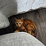 kitten, cat, orange_tabby, curious, indoor, floor, furniture, curtain, pet, whiskers, playful, young_cat, animal, cute, small, domestic_cat, fur, looking, alert, wood_floor