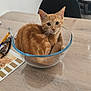 Ahsoka a rejoint le concours — aidez-le/la à gagner de superbes lots ! cat, orange_tabby, glass_bowl, wooden_table, pens, sunglasses, paint_swatches, black_chair, books, indoor, curious, cozy, pet, domestic_animal, feline, tabletop, home_interior, looking_at_camera, small_cat, cute