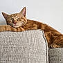Ahsoka a rejoint le concours — aidez-le/la à gagner de superbes lots ! cat, orange_tabby, sleeping, couch, furniture, indoor, relaxed, pet, fur, paw, whiskers, cozy, resting, domestic_cat, home, animal, cute, napping, texture, comfort