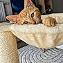 cat, ginger_cat, hammock, scratching_post, paw, living_room, rug, television, furniture, indoor, pet, cozy, curious, animal, soft_texture, wooden_shelf, decor, floor, relaxing, whiskers