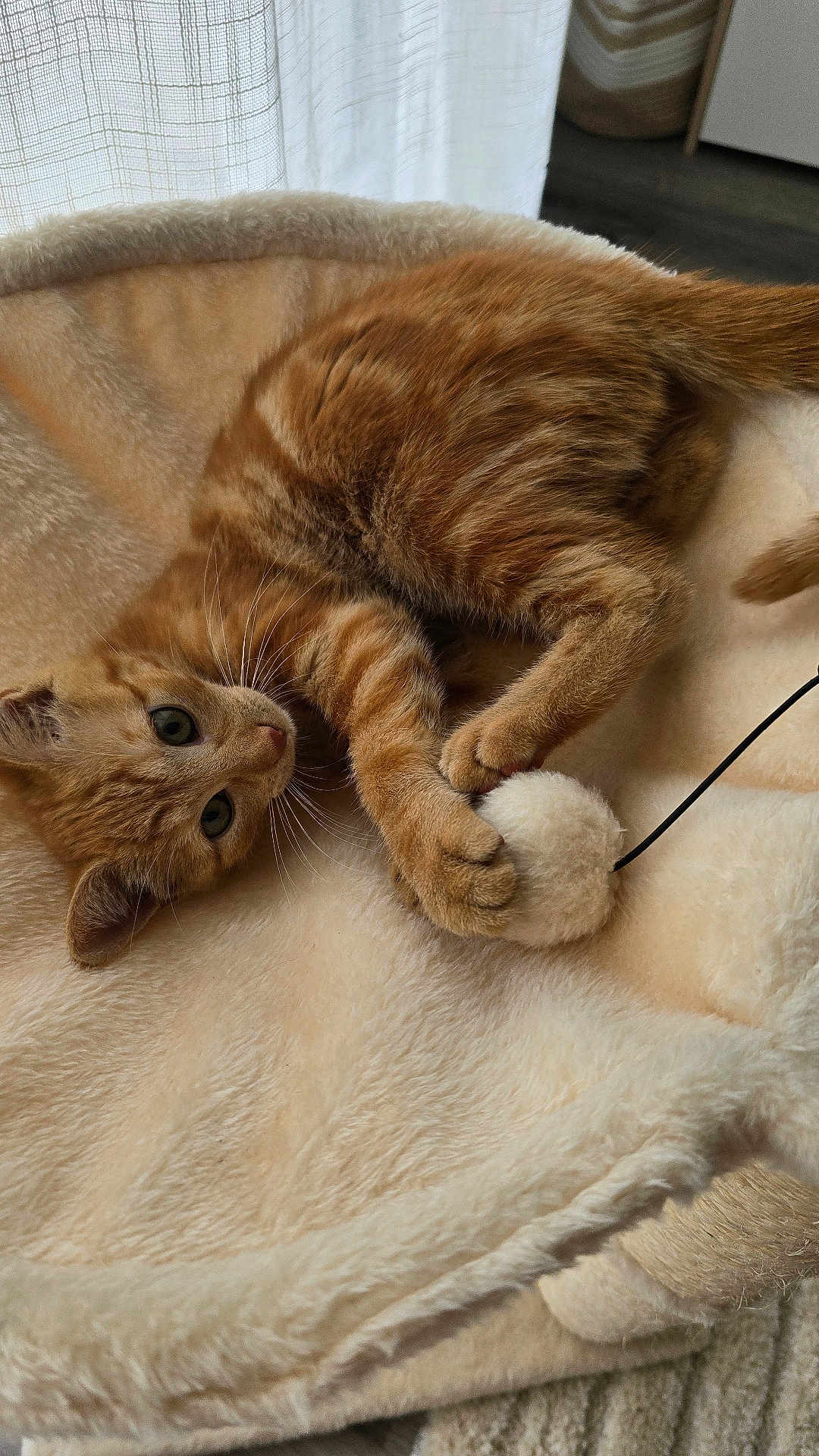 Ahsoka participe au concours pour gagner de l'argent avec cette photo : animal, cat, cozy, curtain, cute, domestic, feline, fur, indoor, kitten, orange_tabby, paws, pet, playful, plush_bed, resting, soft_texture, toy, whiskers, young
