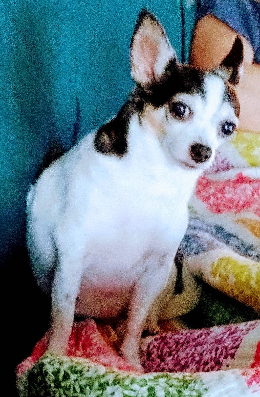 Bella joined the competition — help win amazing prizes! ancient_dog_breeds, canidae, carnivore, companion_dog, dog, dog_breed, dog_supply, flooring, fur, linens, non_sporting_group, pattern, paw, sporting_group, terrestrial_animal, working_animal, working_dog