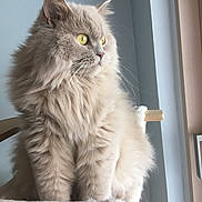 Lynn a rejoint le concours — aidez-le/la à gagner de superbes lots ! cat, fluffy_cat, long_hair, feline, yellow_eyes, whiskers, portrait, indoor, window_light, perch, cat_tree, soft_light, cozy, cream_fur, ears, paws, sitting, gazing, close_up, domestic_animal