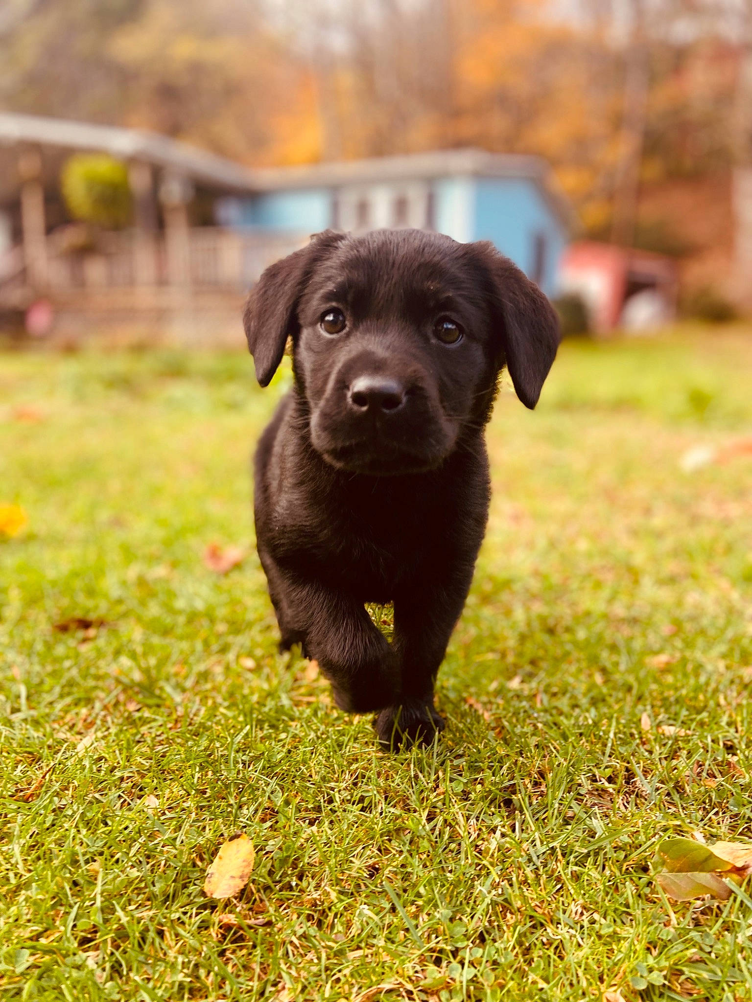 Ebony joined the competition — help win amazing prizes! borador, canidae, carnivore, companion_dog, dog, dog_breed, fawn, fur, grass, grassland, gun_dog, liver, plant, puppy, retriever, snout, sporting_group, tail, terrestrial_animal, working_animal