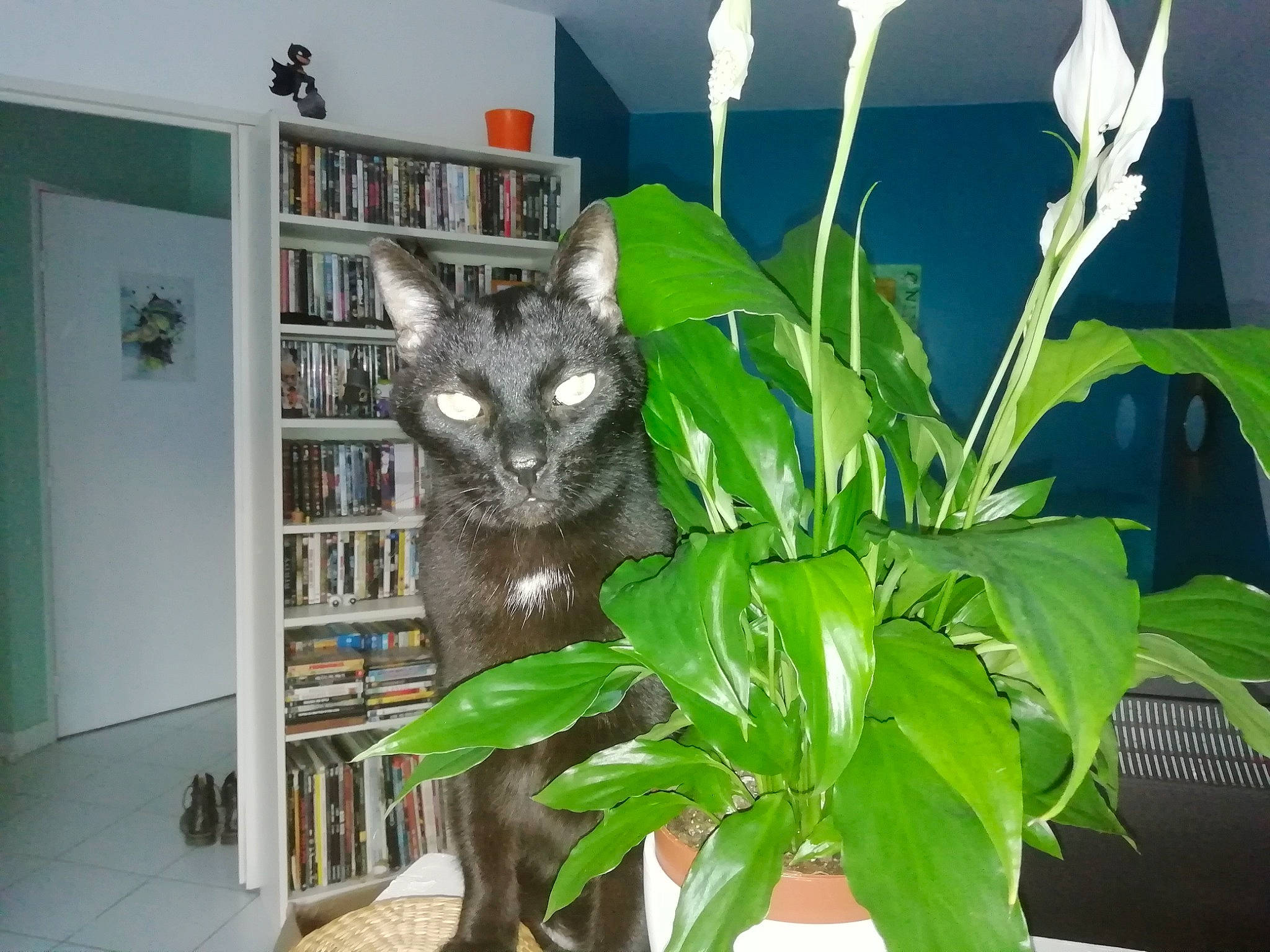 Cachou a rejoint le concours — aidez-le/la à gagner de superbes lots ! bookcase, carnivore, cat, domestic_short_haired_cat, door, felidae, flowerpot, fur, grass, herb, houseplant, picture_frame, plant, room, shelf, shelving, small_to_medium_sized_cats, tail, terrestrial_plant, whiskers