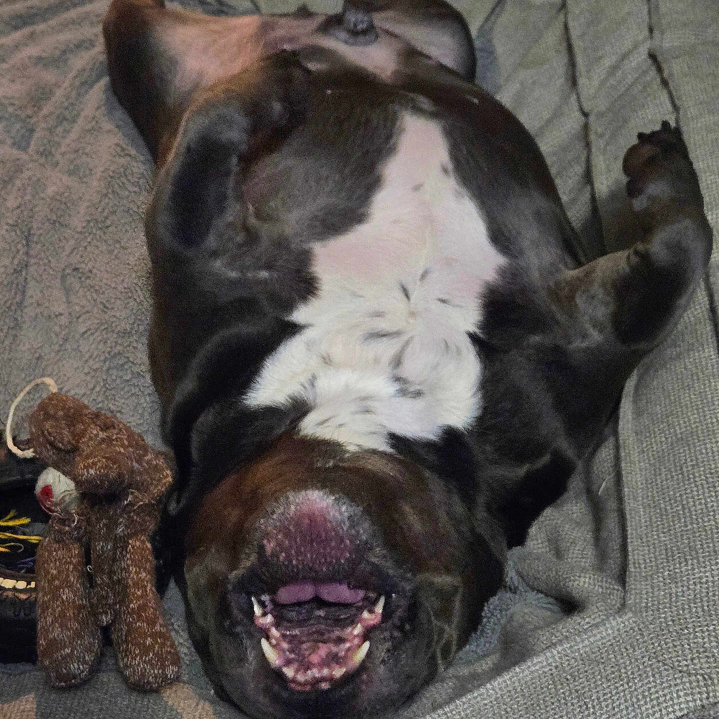 Hooch is registered to the contest to win money with this photo: belly_up, black_and_white, canine, comfort, couch, cozy, dog, fur, happy, indoor, lying_down, mouth_open, nose, paw, pet, relaxed, resting, smiling, stuffed_toy, teeth