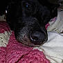 Blue Peek joined the competition — help win amazing prizes! animal, black_dog, blanket, close_up, comfort, cozy, dog, fur, homedecor, indoors, knitted_blanket, nose, pet, pink_blanket, portrait, relaxed, resting, sleepy, soft_lighting, texture