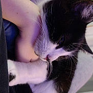 Oprah participe au concours pour gagner de l'argent avec cette photo : cat, black_and_white, pet, indoor, close_up, snuggling, relaxed, person_arm, feline, whiskers, soft_light, home, cozy, animal, cute, fur, domestic, companion, resting, comfort