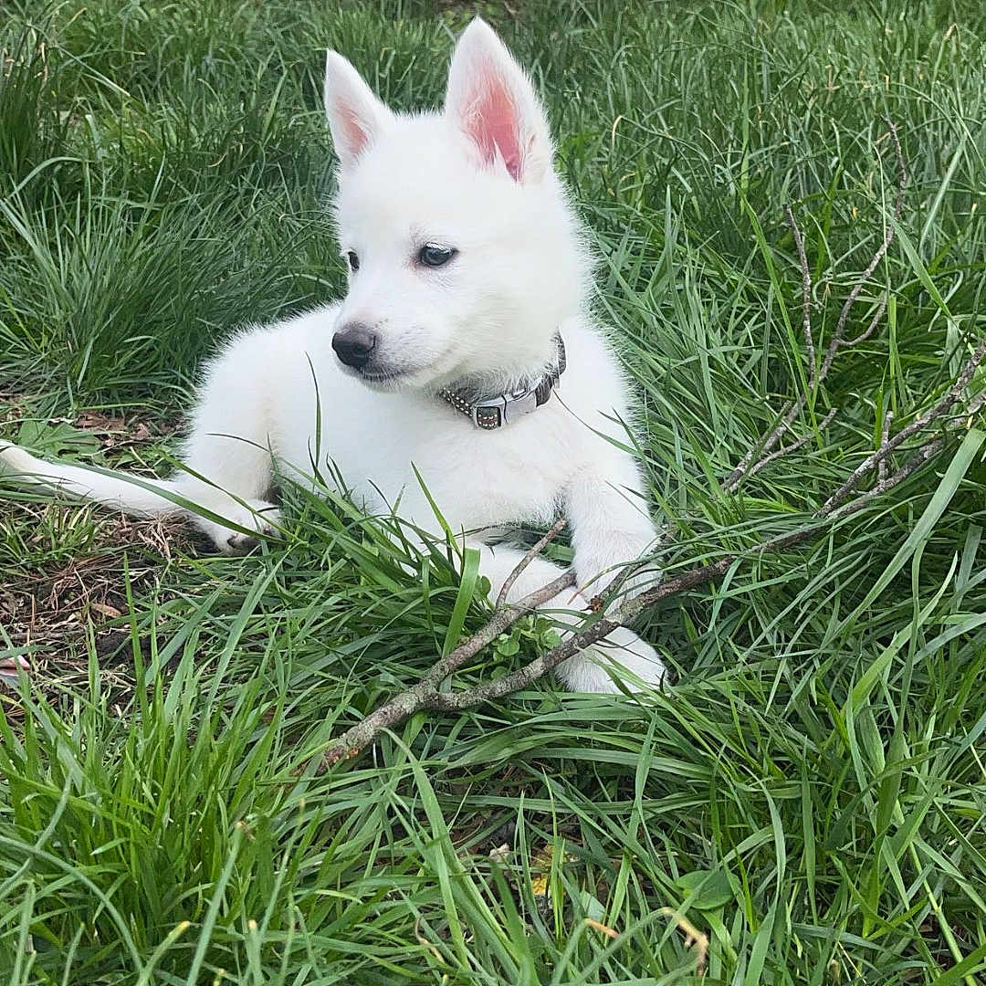 Enzo joined the competition — help win amazing prizes! animal, canine, dog, eskimodog, grass, green, herbal, herbs, husky, lawn, nature, outdoors, pet, plant, puppy, soil, tree, vegetation, whitedog, yard