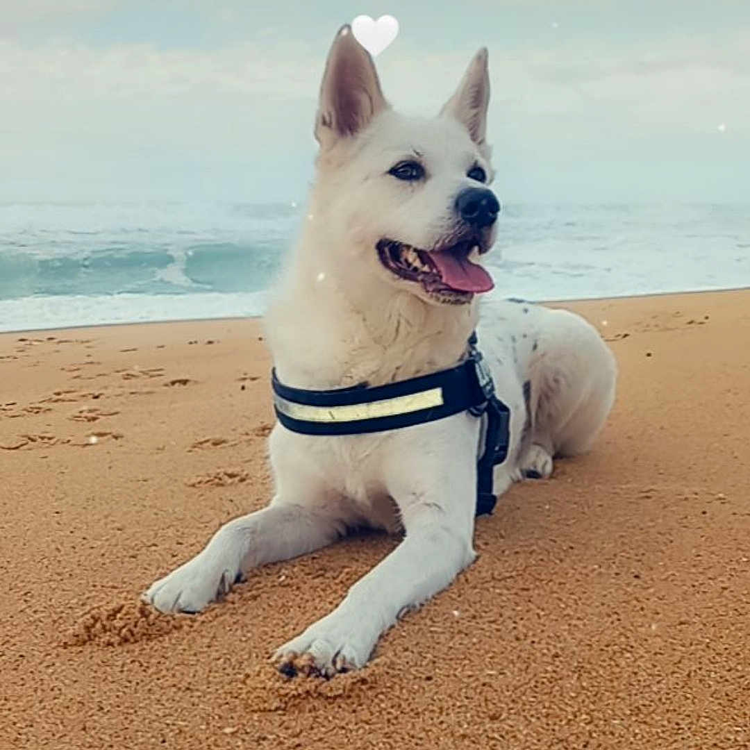 Sidkaï participe au concours pour gagner de l'argent avec cette photo : animal, beach, bulldog, canine, coast, dog, eskimodog, horizon, husky, nature, outdoors, pet, policedog, puppy, sand, sea, shoreline, sky, water, whitedog