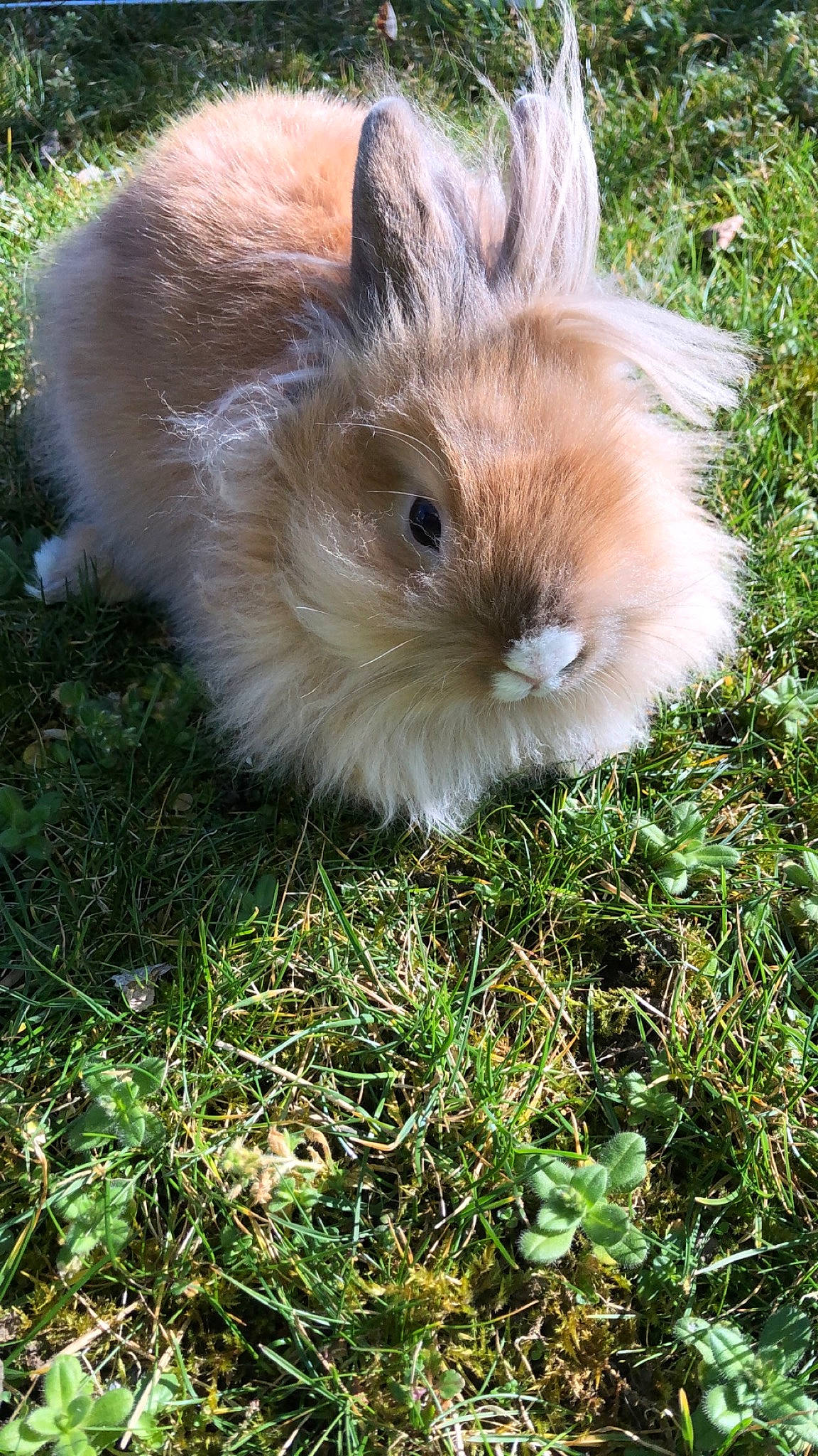 Cracotte a rejoint le concours — aidez-le/la à gagner de superbes lots ! angora_rabbit, domestic_rabbit, fawn, fur, grass, hare, mammal, plant, rabbit, rabbits_and_hares, skin, whiskers, wood_rabbit