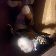 Quin is registered to the contest to win money with this photo: cat, paw, blur, shadow, dim_light, indoor, feline, whiskers, fur, tabby, relaxed, reaching, closeup, warm_tone, low_light, cozy, animal, pet, sleepy, hidden